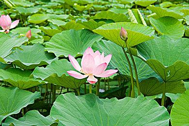 微软正式宣布Xbox Game Pass Core